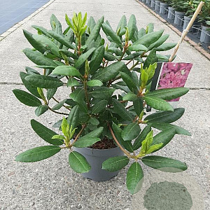 Rhododendron 'Roseum Elegans' 30-40 cm 5,0L