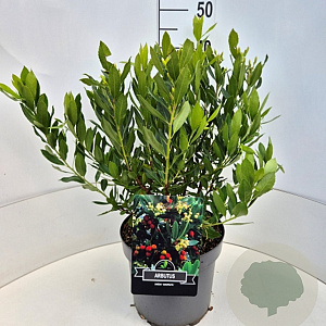 Arbutus unedo 'Compacta' 40-50 cm 10L