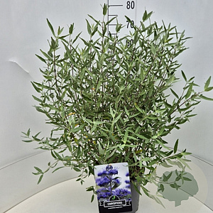 Caryopteris cland. 'Heavenly Blue' 40-60 cm 10L