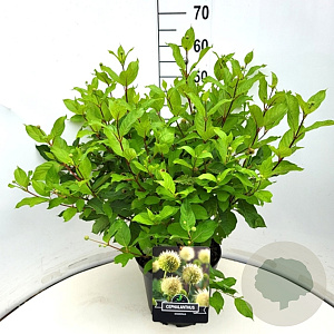 Cephalanthus occidentalis 40-60 cm 10L