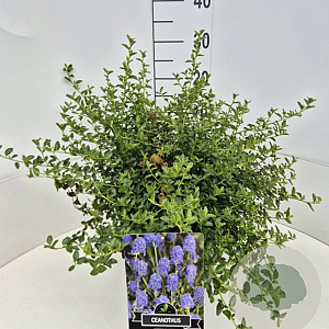 Ceanothus thyrsiflorus repens 40-50 cm 10L