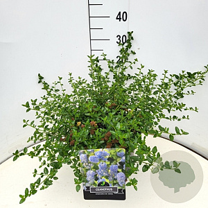 Ceanothus thyrsiflorus repens 40-50 cm 10L