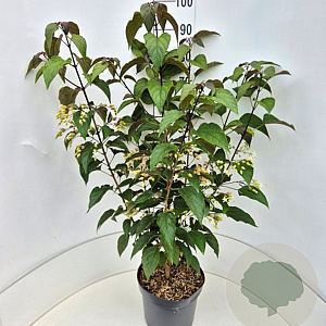 Clerodendrum trichotomum fargesii 80-100 cm 10L