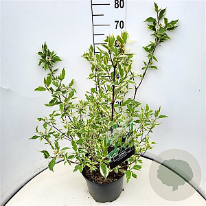 Cornus alba 'Sibirica Variegata' 60 cm 10L