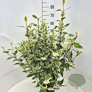 Cornus alba 'Sibirica Variegata' 60 cm 10L