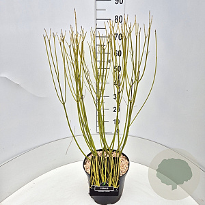 Cornus sericea 'Flaviramea' 60-80 cm 10L