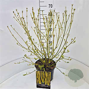 Cornus sericea 'Flaviramea' 60-80 cm 10L