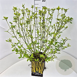 Cornus sericea 'Flaviramea' 60-80 cm 10L
