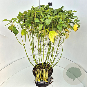 Cornus sericea 'Flaviramea' 60-80 cm 10L
