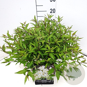 Deutzia gracilis 'Nikko' 30-40 cm 10L