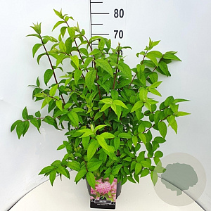 Deutzia hybrida 'Strawberry Fields' 60-80 cm 10L