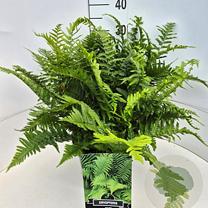 Dryopteris filix-mas 40 cm 10L