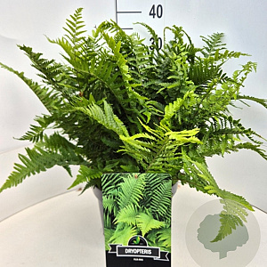 Dryopteris filix-mas 40 cm 10L
