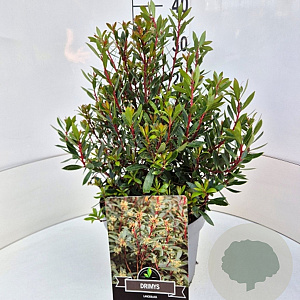 Drimys lanceolata 30-40 cm 10L