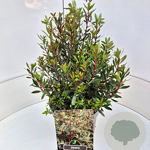 Drimys lanceolata 30-40 cm 10L