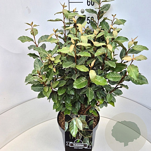 Elaeagnus ebb. 'Compacta' 50-60 cm 20L