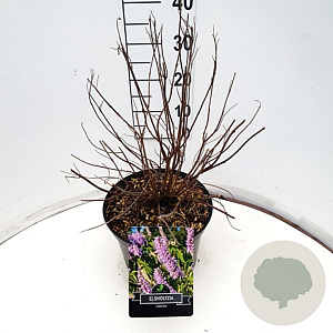 Elsholtzia stauntonii 40-60 cm 10L