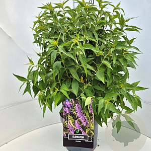 Elsholtzia stauntonii 40-60 cm 10L
