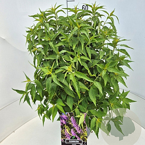 Elsholtzia stauntonii 40-60 cm 10L