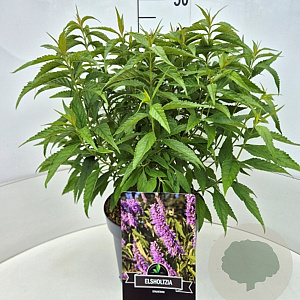 Elsholtzia stauntonii 40-60 cm 10L