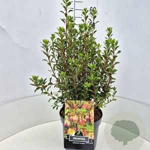Enkianthus camp. 'Red Bells' 50-60 cm 20L