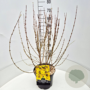 Forsythia int. Minigold 60-80 cm 10L