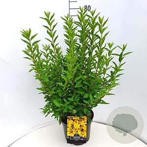 Forsythia int. Minigold 60-80 cm 10L
