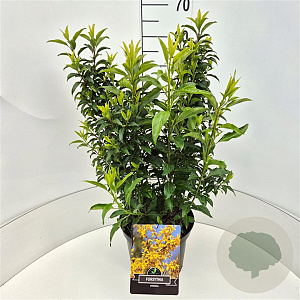 Forsythia int. Minigold 60-80 cm 10L