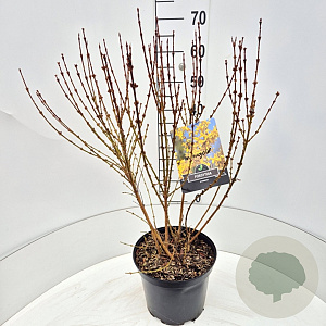 Forsythia int. 'Spectabilis' 60-80 cm 10L
