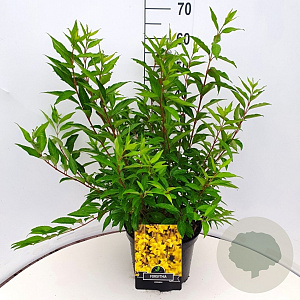 Forsythia int. 'Spectabilis' 60-80 cm 10L