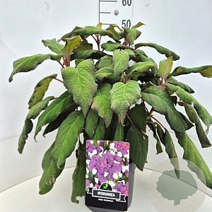 Hydrangea asp. 'Macrophylla' 50-60 cm 20L
