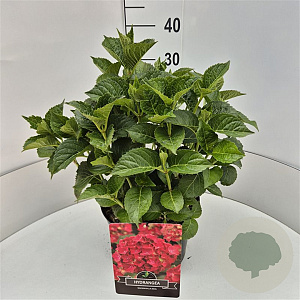 Hydrangea m. 'Alpenglühen' 30-40 cm 10L