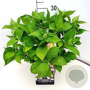 Hydrangea m. 'Bouquet Rose' 30-40 cm 10L