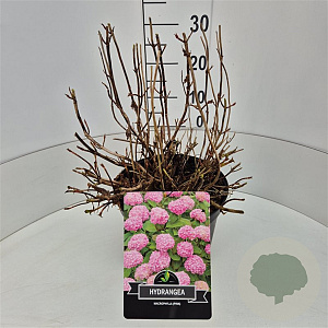 Hydrangea m. 'Bouquet Rose' 30-40 cm 10L