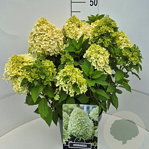 Hydrangea pan. Little Spooky 40-50 cm 10L