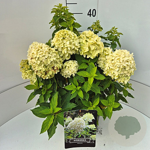 Hydrangea pan. Little Spooky 40-50 cm 10L