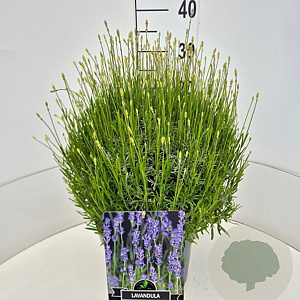 Lavandula ang. 'Munstead' 40 cm 10L bol