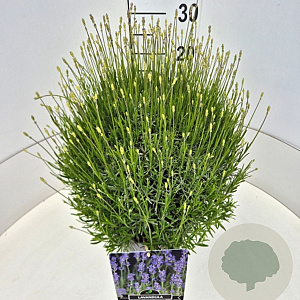Lavandula ang. 'Munstead' 40 cm 10L bol
