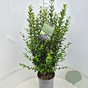 Ligustrum ovalifolium 60-80 cm 10L