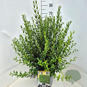 Ligustrum vulg. 'Atrovirens' 60-80 cm 10L