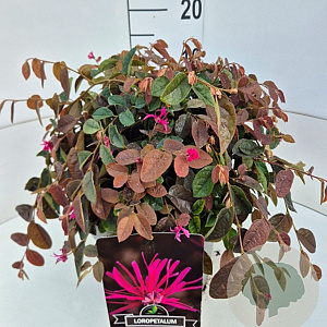 Loropetalum c. 'Daybreak's Flame 30-40 cm 10L