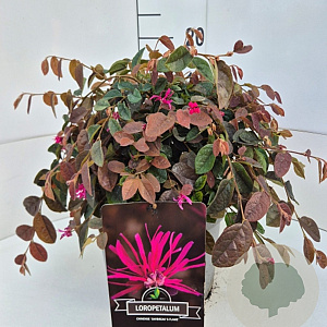 Loropetalum c. 'Daybreak's Flame 30-40 cm 10L