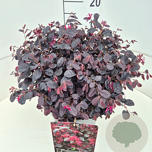 Loropetalum c. Rouge de la Majorie 30-40 cm 10L