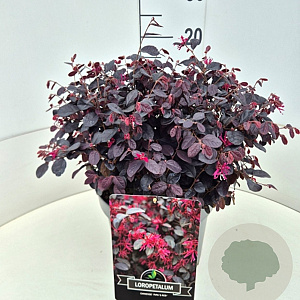 Loropetalum c. Rouge de la Majorie 30-40 cm 10L