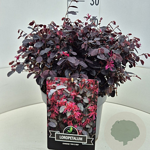 Loropetalum c. Rouge de la Majorie 30-40 cm 10L