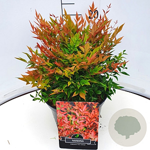 Nandina d. 'Gulf Stream' 30-35 cm 10L