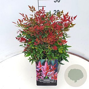 Nandina d. Obsessed 30-35 cm 10L