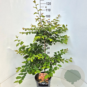 Parrotia persica 100-120 cm 10L met stok