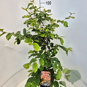 Parrotia persica 'Vanessa' 100-120 cm 10L met stok