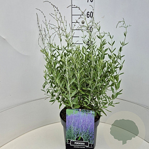 Perovskia 'Blue Haze' 50-60 cm 20L